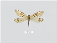 藏品(蟻蛉2)的圖片